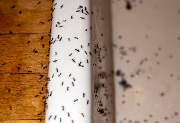 Reliable Marion, IN Pest Control Solutions