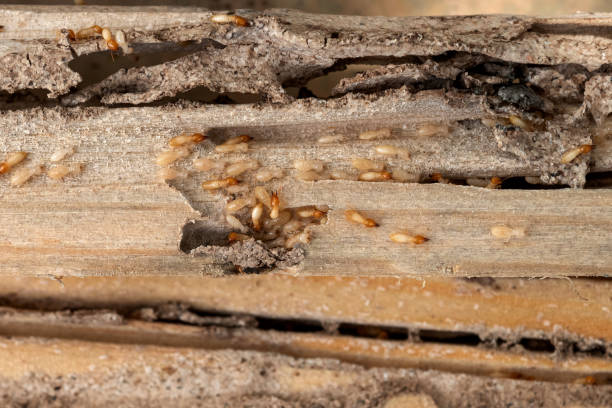 Wasp Removal Services in Marion, IN